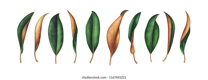 Large collection of magnolia leaves isolated on white background. Hand drawn watercolor illustration.
