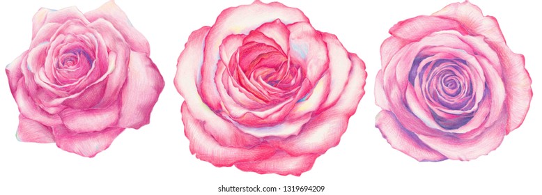 色鉛筆 花 のイラスト素材 画像 ベクター画像 Shutterstock