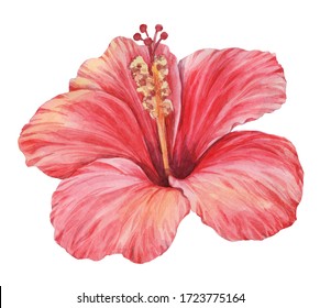 100,872 Hibiscus watercolor Images, Stock Photos & Vectors | Shutterstock