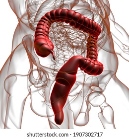 Große 3D-Illustration Anatomie des menschlichen Digestivsystems für das medizinische Konzept