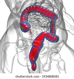 Große 3D-Illustration Anatomie des menschlichen Digestivsystems für das medizinische Konzept