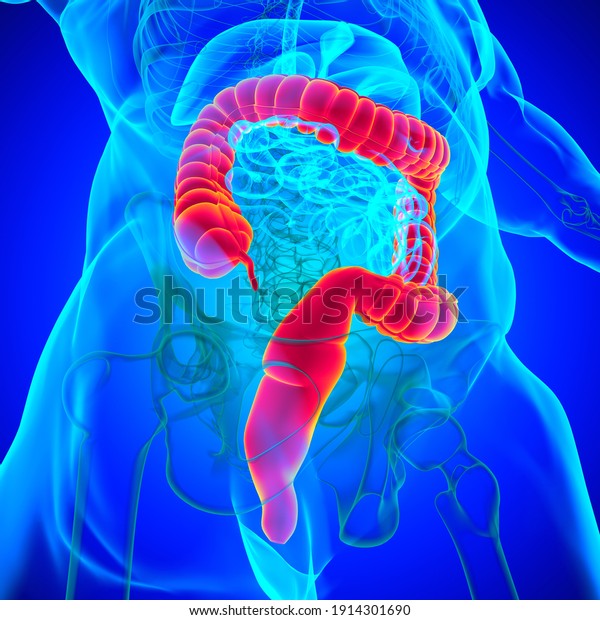 Large Intestine 3D Illustration Human\
Digestive System Anatomy For Medical\
Concept