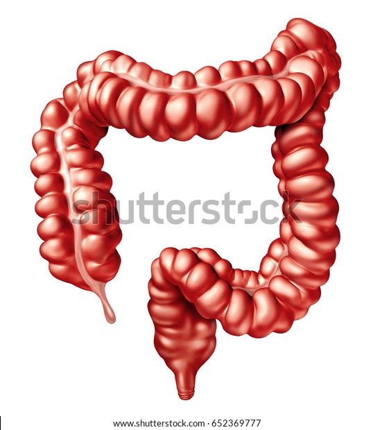 消化器官としての大腸や結腸ヒトの腸イラスト および3dイラストとして白い背景に直腸と肛門を医学的シンボルとして持つ消化体の部分のコンセプト のイラスト素材