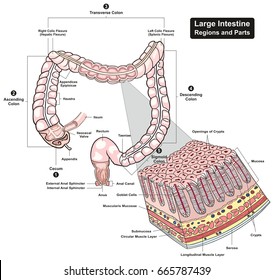 Large Intestine Regions And Parts Cross Section Infographic Diagram Including Cecum Ascending Transverse Descending Sigmoid Colons For Biology Physiology Education And Medical Health Care