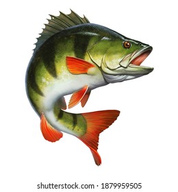 Large lake perch freshwater illustration realism isolate. Fishing for perch on the lake.