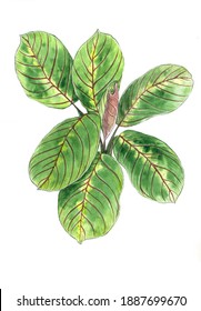 Large Leaves Of Maranta Tricolor