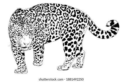 Black White Vector Sketch Walks Adult Stock Vector (Royalty Free ...