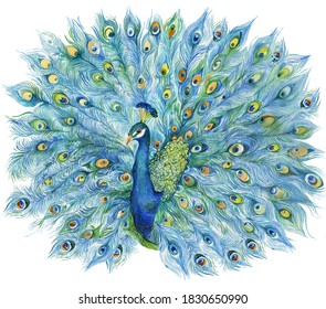 276 453件の 孔雀 の画像 写真素材 ベクター画像 Shutterstock