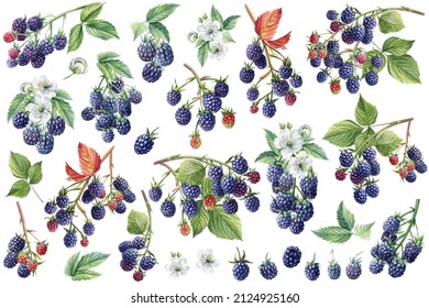 Large Set Of Berries, Blackberry Leaves Branches. Watercolor Botanical Illustration. 