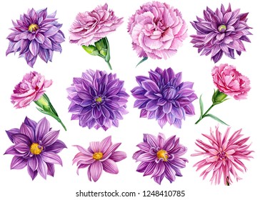 large set of flowers, watercolor illustration, botanical painting, beautiful bouquets of flowers, flora design, purple dahlia collection, pink carnations