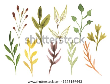 Large set of natural elements - leaves, branches, herbs hand-drawn in watercolor. Illustration isolated on white background.