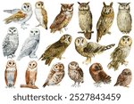 Large set Owls isolated on white background, collection forest birds drawn watercolor, hand-painted clipart owls birds