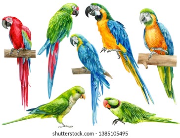 342,484 Parrot Images, Stock Photos & Vectors | Shutterstock