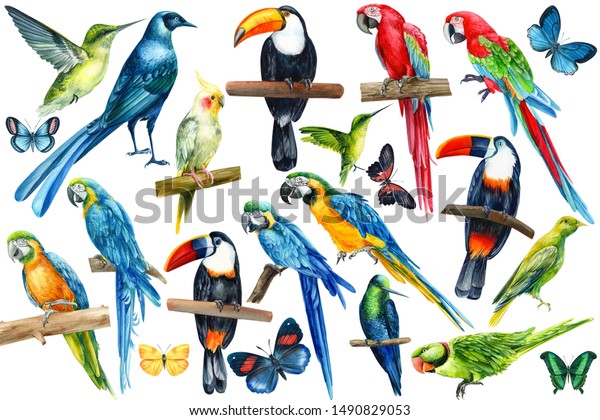 large set of tropical birds on an isolated white background, watercolor illustration. Long-tailed glossy starling, hummingbird, toucan, parrot, butterflies.
