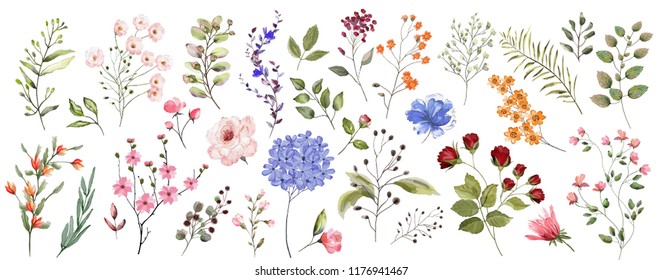 Large set. Watercolor illustration. Botanical collection of wild and garden plants. Set: leaves, flowers, branches, herbs and other natural elements.