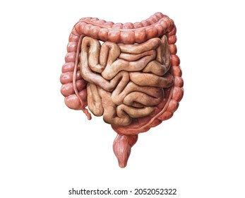 Large and small Intestine isolated on white. Human digestive system anatomy. Gastrointestinal tract. 3d render illustration