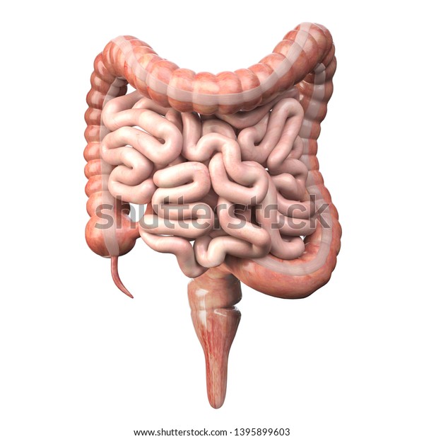 白い背景に大きな腸と小さな腸 人間の消化器系の解剖学 消化管 3dイラスト のイラスト素材
