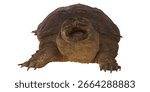 Large snapping turtle with open mouth