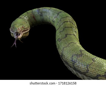 A Large, Toothy Green Snake. 3d Rendering