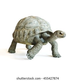 Large tortoise walking on a isolated white background. 3d rendering
