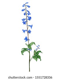 Larkspur Images, Stock Photos & Vectors | Shutterstock