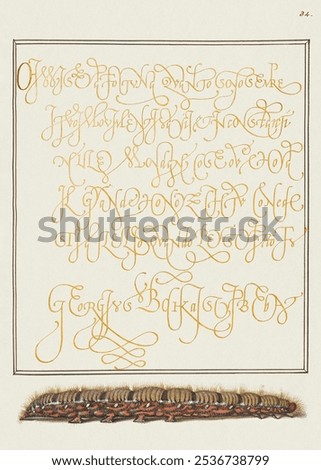 Larva of Oak Egger Moth from The Model Book of Calligraphy by Georg Bocskay and Joris Hoefnagel. Vintage calligraphy art drawing with larva illustration. Calligraphy vintage drawing illustration