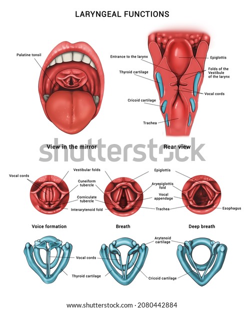 Laryngeal\
functions. Anatomy of the pharynx and\
larynx