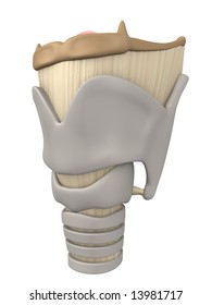 Larynx Anatomy