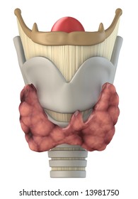 Larynx Anatomy