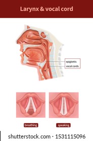 Larynx Vocal Cord Anatomy Illust