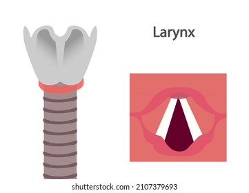 Larynx And Vocal Cord Anatomy Structures.  