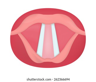 Larynx And Vocal Cords