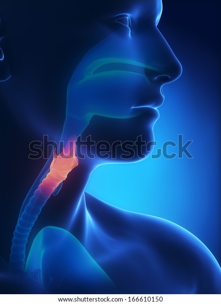 Larynx x-ray anatomy\
blue