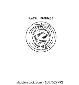 Late Prophase - The Nuclear Membrane And The Nucleolus Finally Vanishes Completely. The Chromosomes Are Very Distinct.