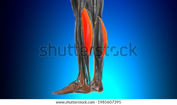Lateral head of gastrocnemius Muscle Anatomy\
For Medical Concept 3D\
Illustration