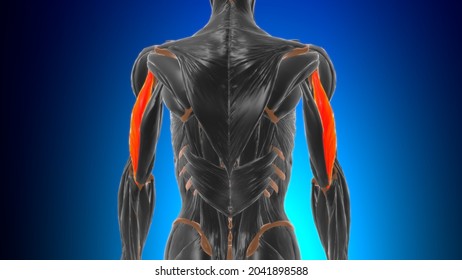 Lateral Head Triceps Brachii Muscle Anatomy Stock Illustration 