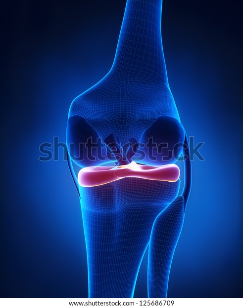 Lateral and medial meniscus\
anatomy