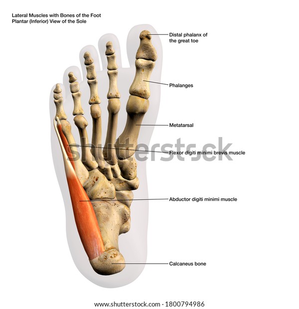 Lateral Muscle Anatomy Human Foot Labeled Stock Illustration 1800794986 ...