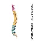 Lateral or profile view of accurate human spine bones with cervical, thoracic and lumbar vertebrae in color isolated on white background 3D rendering illustration. Anatomy, osteology concept.