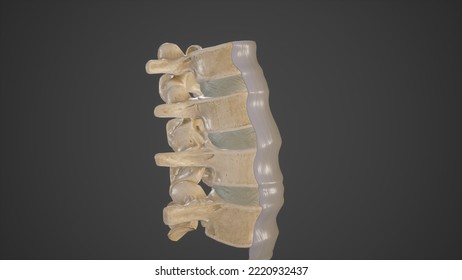 Lateral View Of Anterior Longitudinal Ligament.3d Rendering