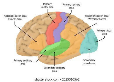 Lateral view of the brain and major structures higilighted