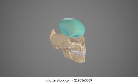 Lateral View Of Frontal Bone,3D Rendering