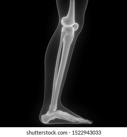 Fibula Images, Stock Photos & Vectors | Shutterstock