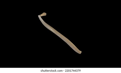702 Floating Ribs Images, Stock Photos & Vectors | Shutterstock