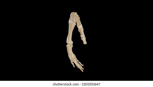 Lateral View Right Hand Bones3d Rendering Stock Illustration 2203203647 ...