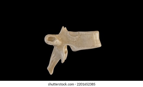 Lateral View Of Tenth Thoracic Vertebra (T10),3D Rendering