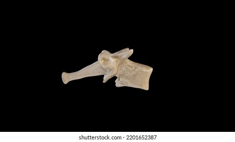 Lateral View Of Third Thoracic Vertebra (T3),3D Rendering