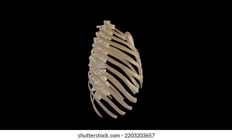 Lateral View Of Thoracic Cage,3D Rendering