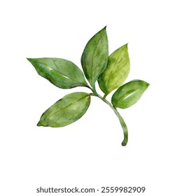 Laurel tree branches.Watercolor.Pattern. Image on white and color background.