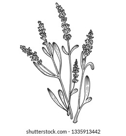 ラバンデラ ラベンダーの植物のスケッチ彫刻ラスターイラスト スクラッチボードのスタイルの模倣 白黒の手描きの画像 のイラスト素材 Shutterstock